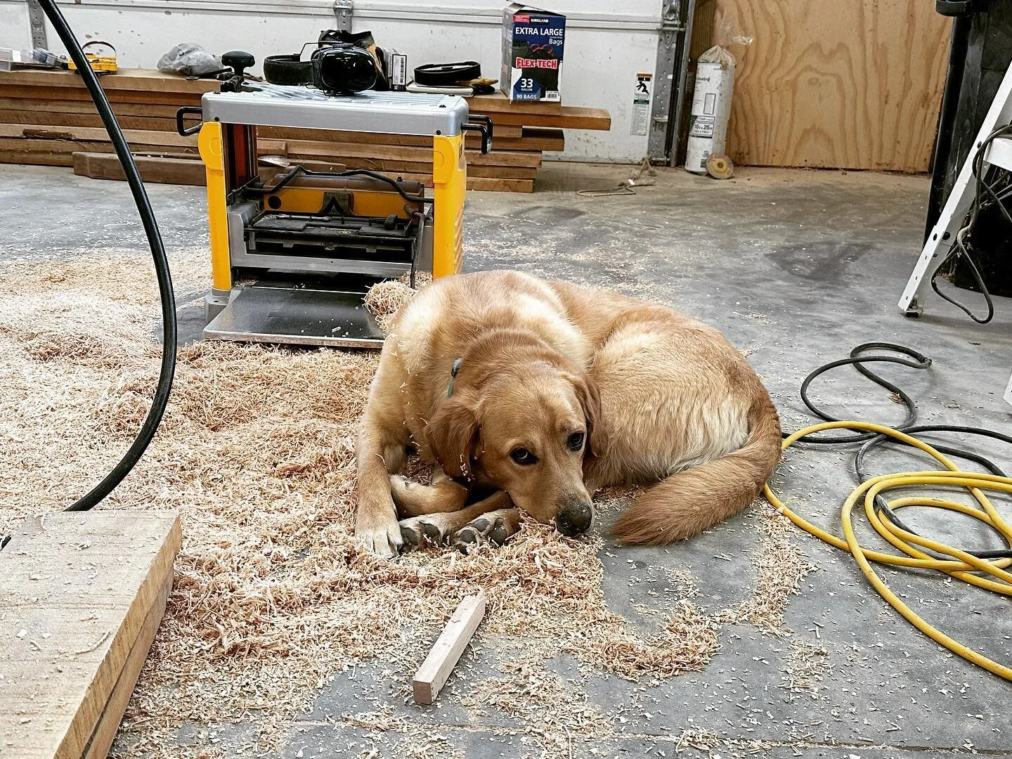 #shoppartner taking a break while I slave away in the shop. #shoppet #dogs #woodworking