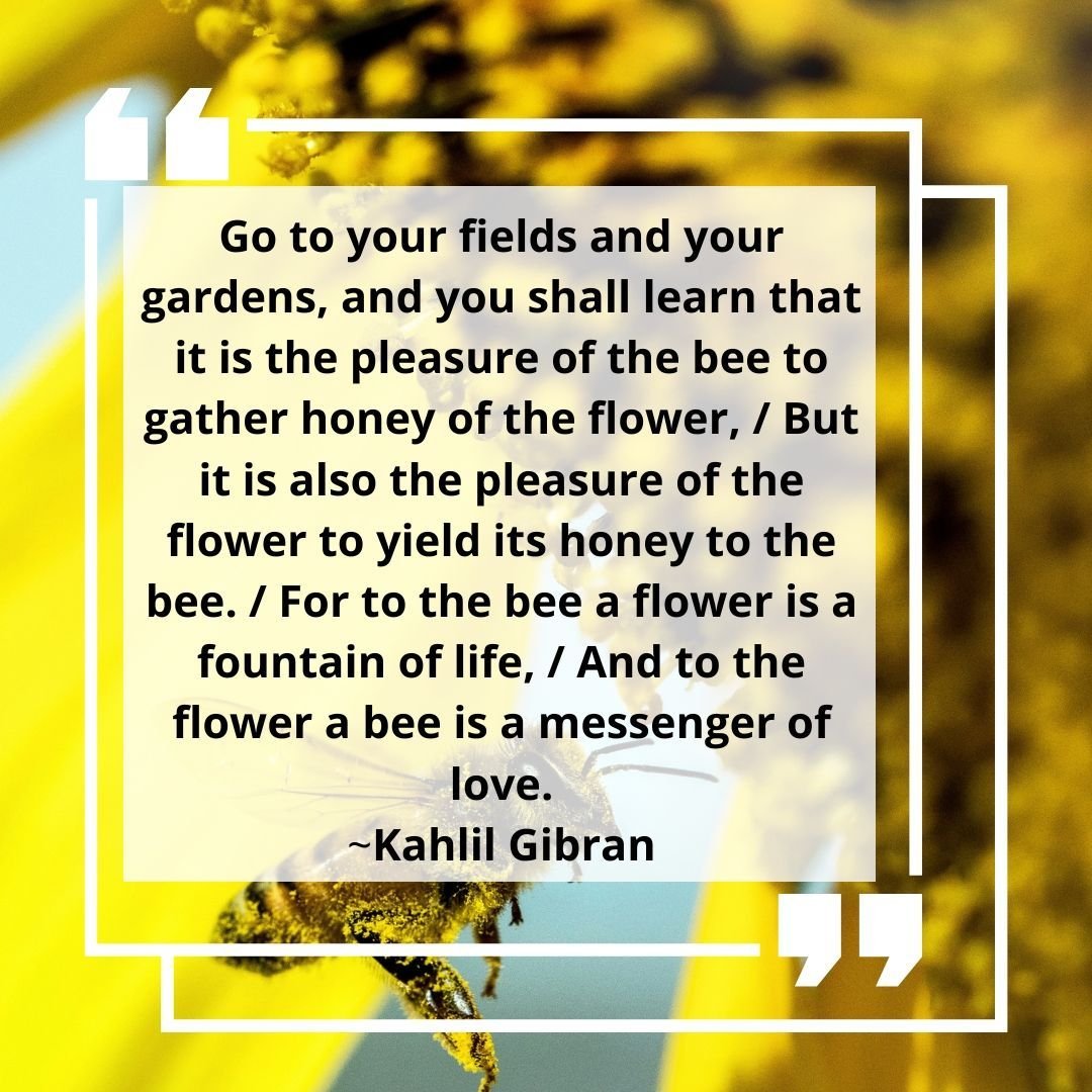 Never forget the power of the Bees! 

#flower #growth #honey #bee #honeybee #love #gratitude #life #nature #humble #world #quote #quoteoftheday #mindfulness #meditation #healing