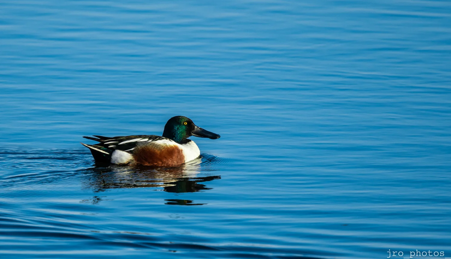 JRO_0234.jpg