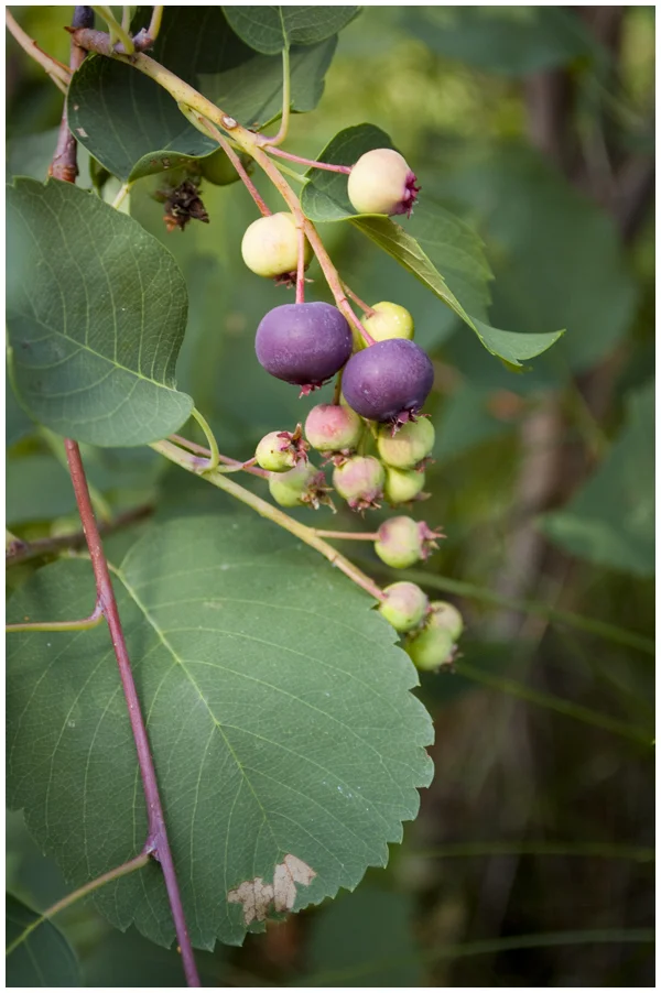 Wild Berry Bounty