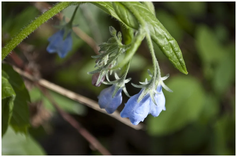 Hiking the Murray River Overlook: Viewpoints of Northern British Columbia
