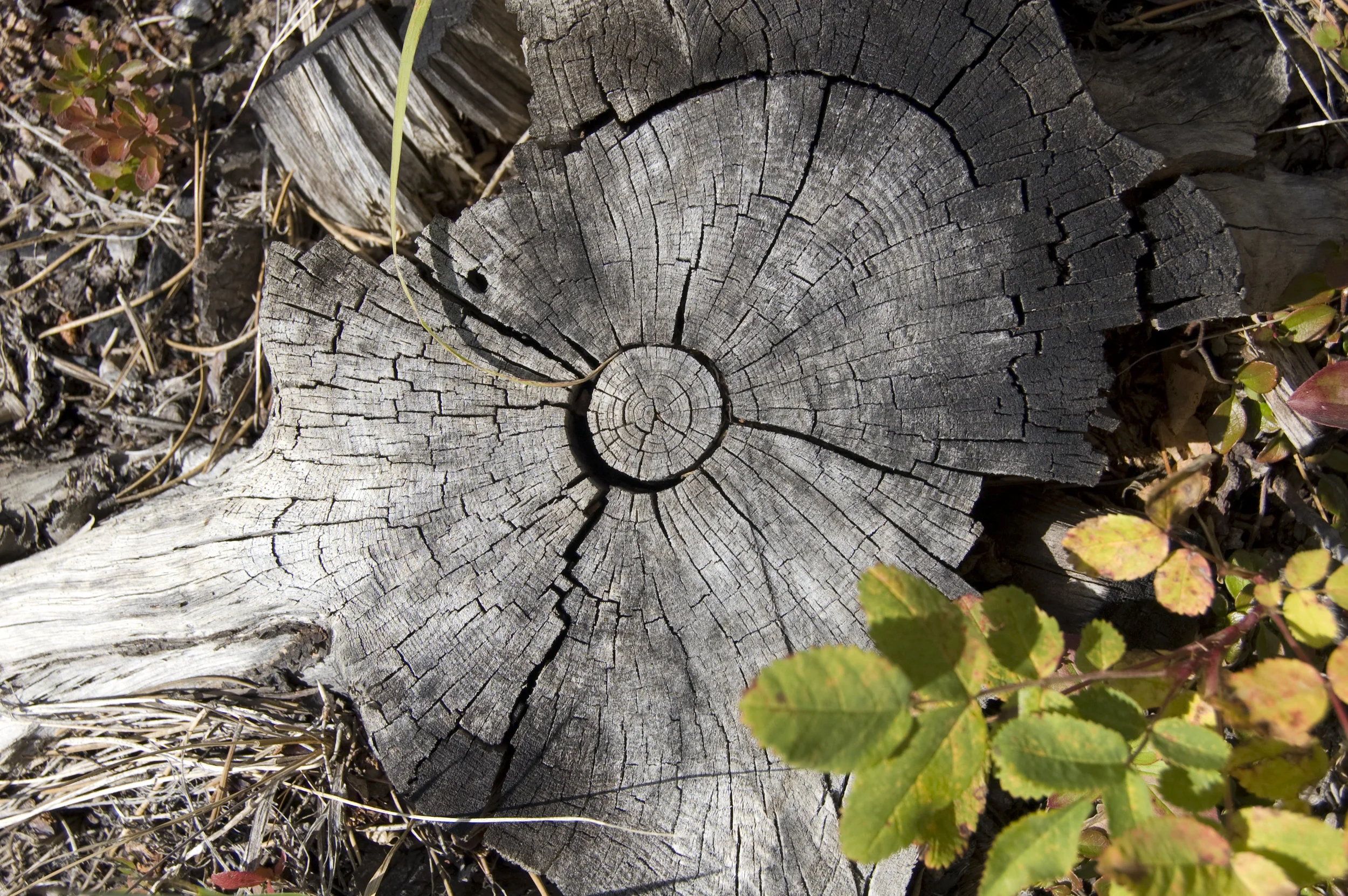 Can't Feel the Ground, But I've Got Wings.