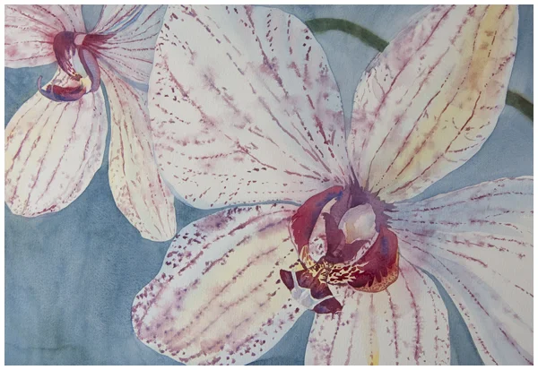 Winter Whites - new watercolor painting of orchids