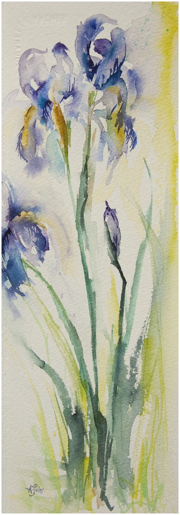 Irises in watercolor