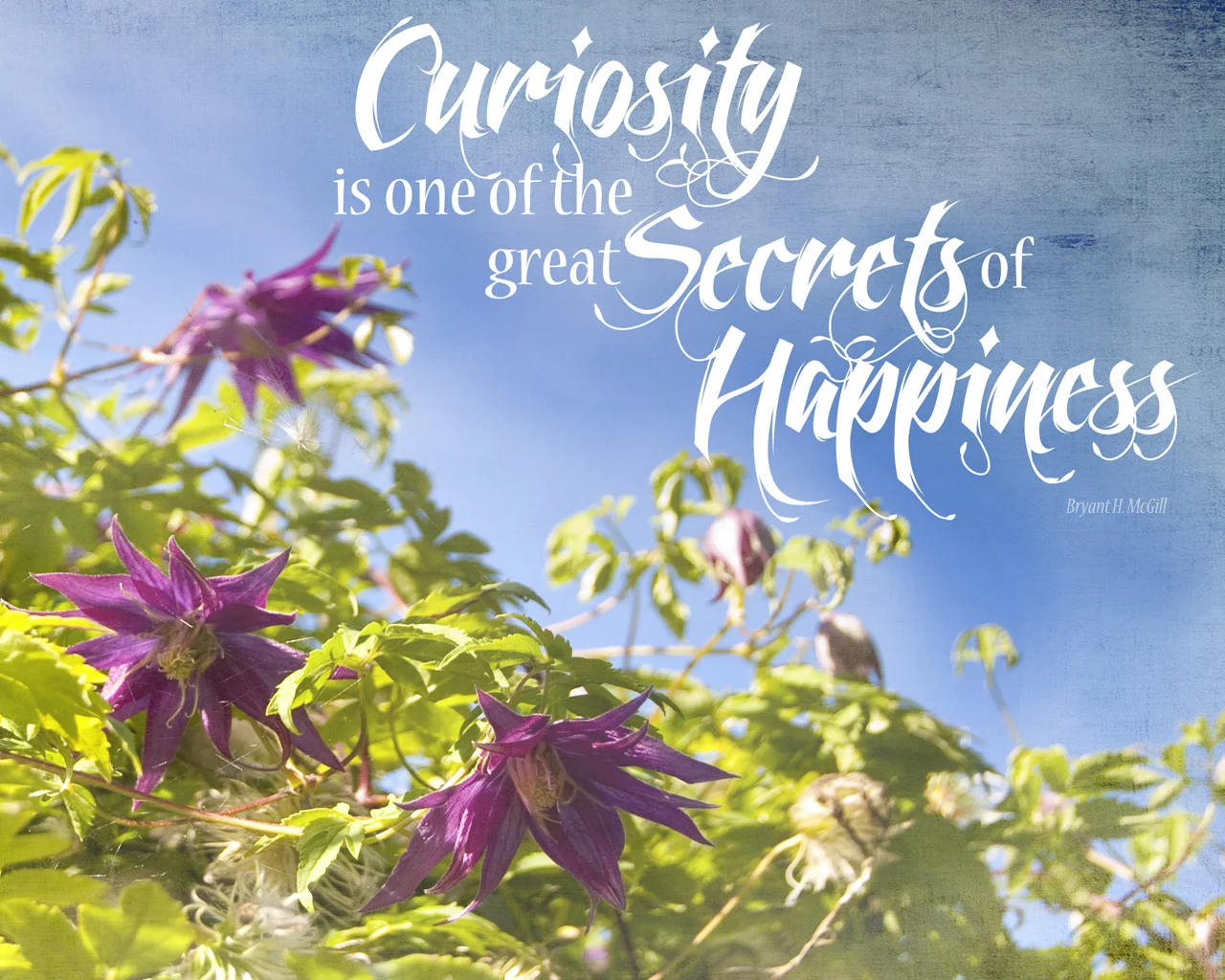 Curiosity: a quote and picture for you to download