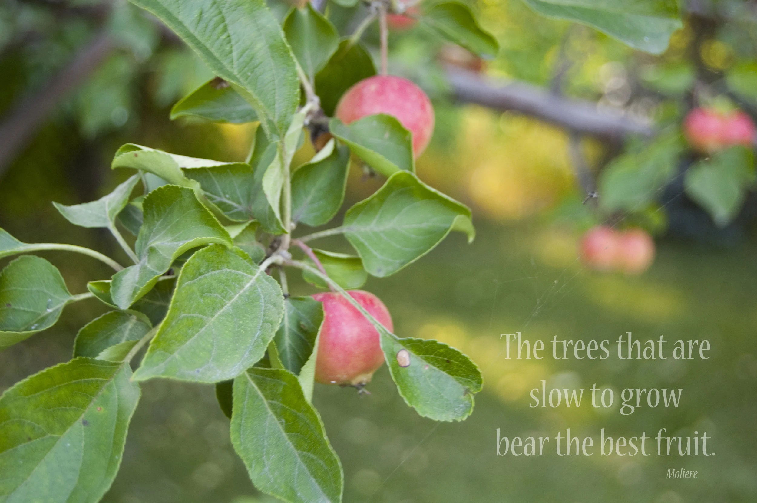 Bearing Fruit in Season