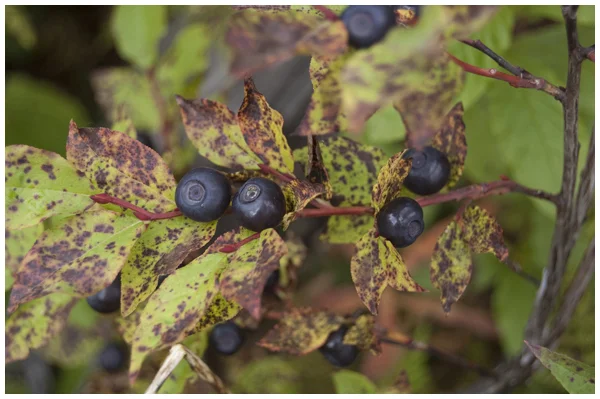 A Glorious View: Berry Picking in the Pine Pass