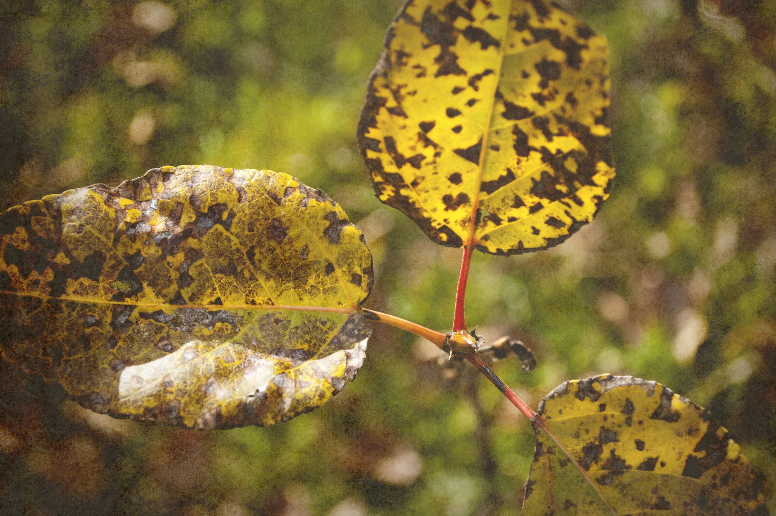 The Beauty of the Muskeg