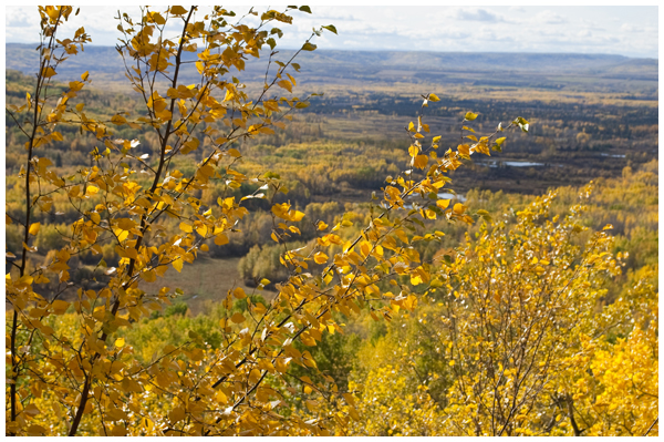 leafscape.jpg