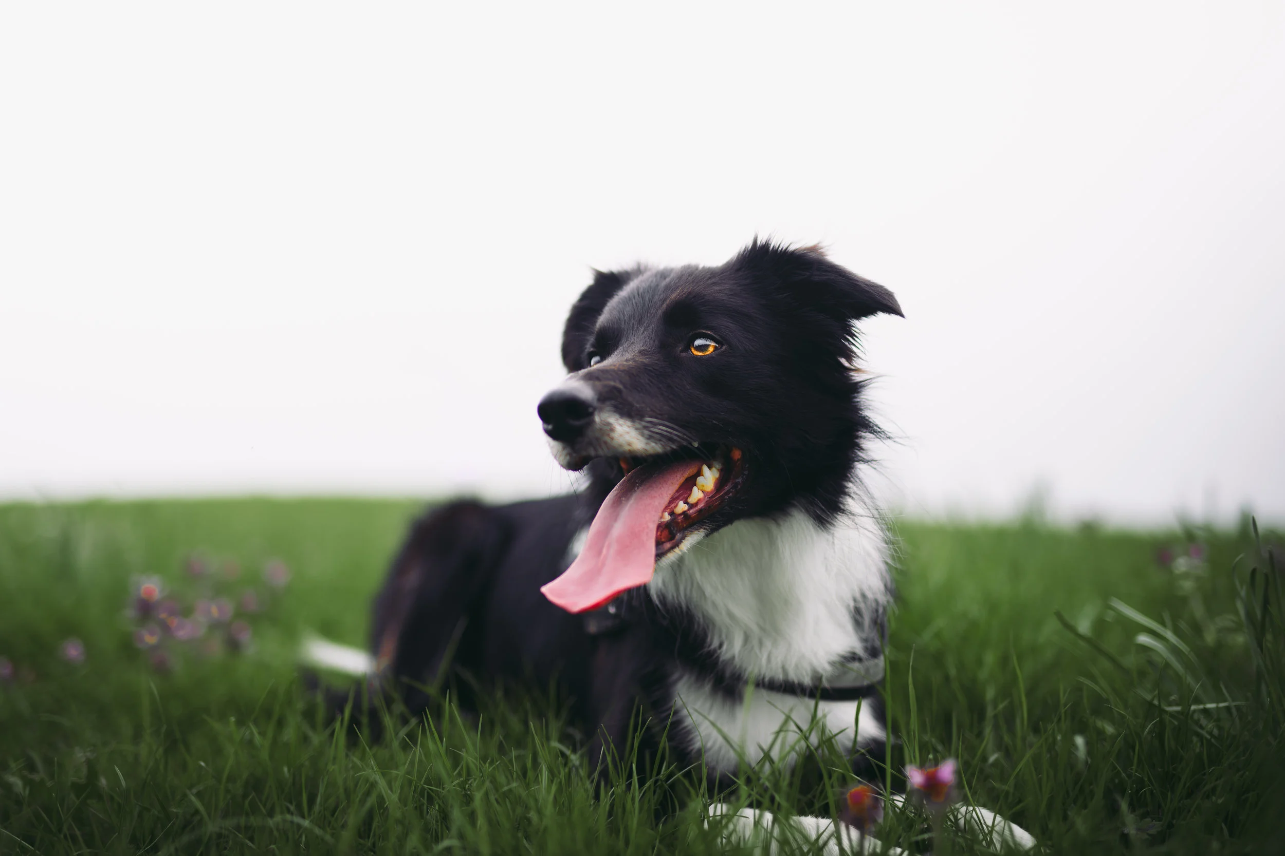 Border collie dog in grass
