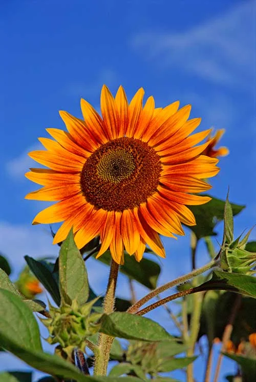 $$sunflower.jpg