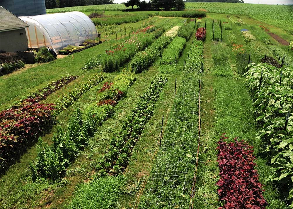 ##-SOUTHPAWFARM-ROWS-JULY-2019.jpg