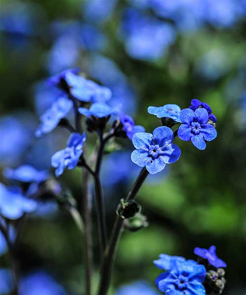 ##forget-me-not.jpg