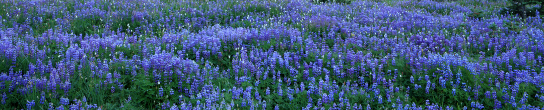 Web Banner Ways to Give.png