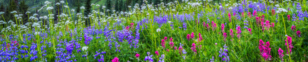 Web Banner Get Involved.png