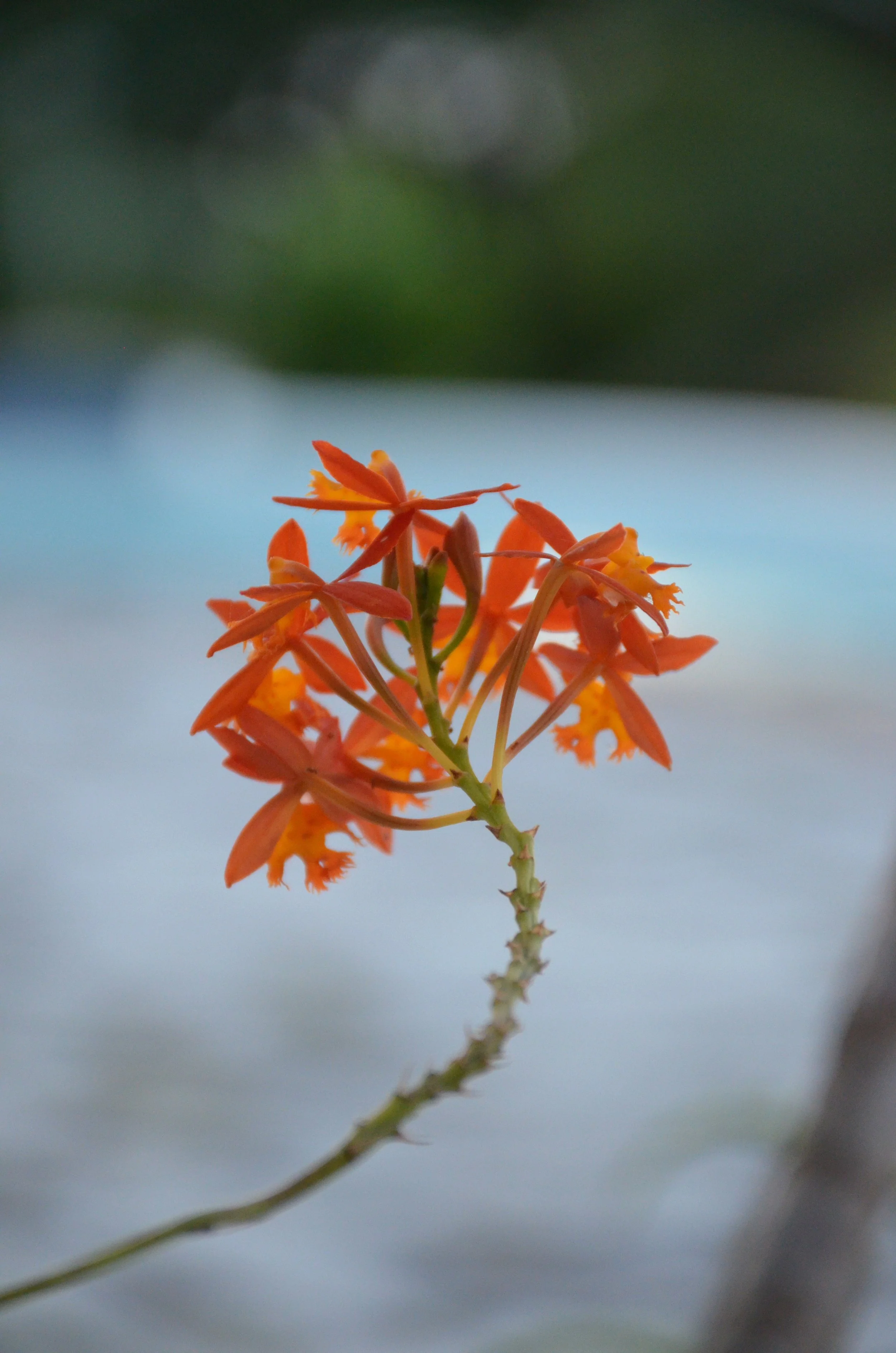 DSC_0308.jpeg
