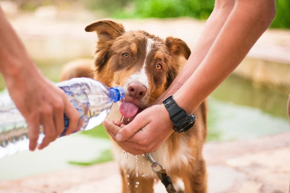 petfriendly_Encuentra24.jpg