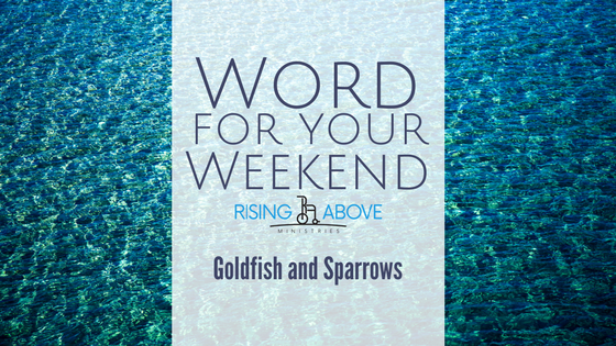 Word For Your Weekend - Goldfish and Sparrows [The Comparison Trap - Part 1]
