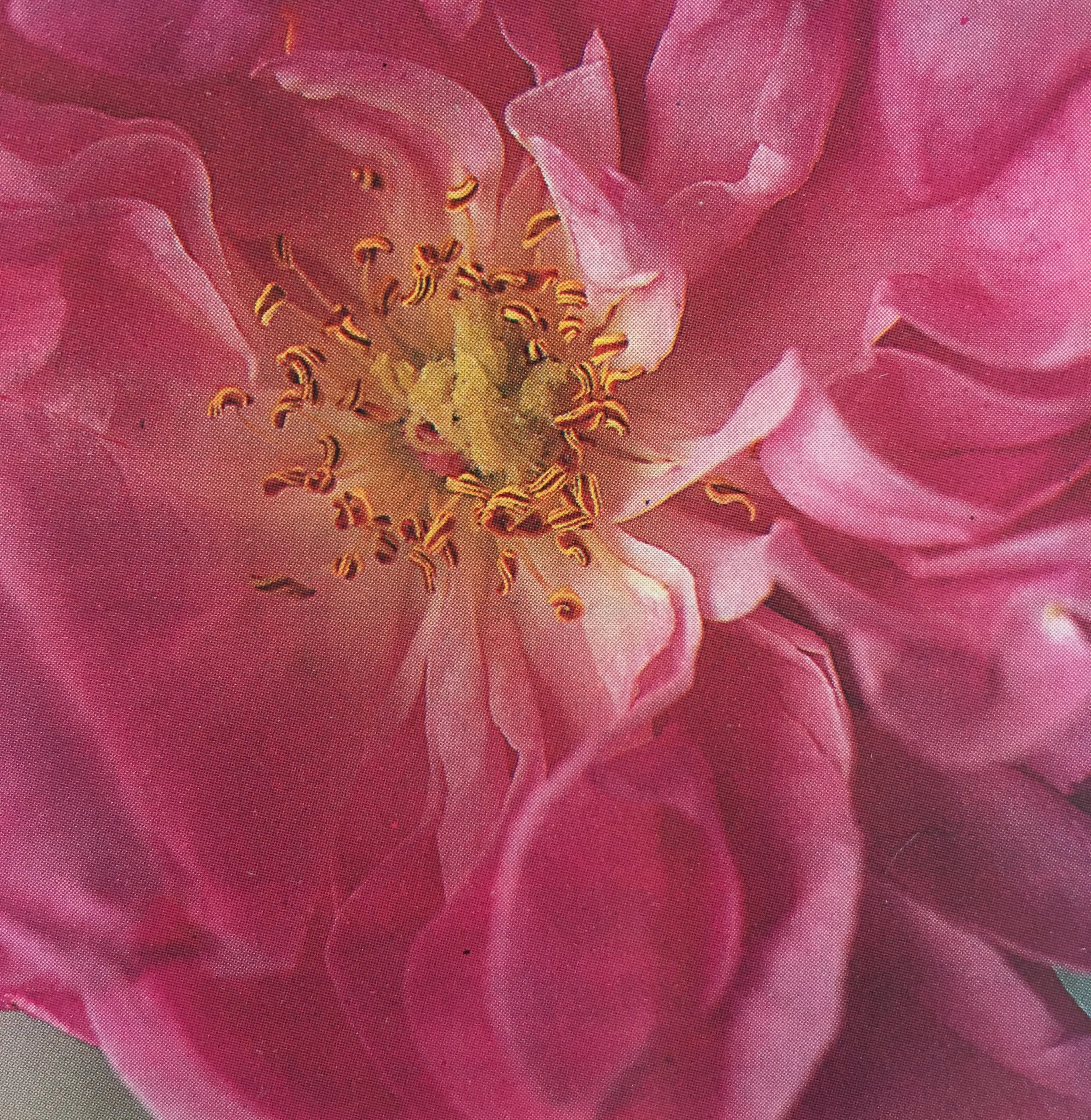 Ode Of Origin The Five Elements And The Loving Embrace Of The Senses Nelly Kavaldjiev Yoga