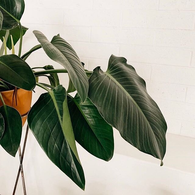 We love a good plant photo! 🌱❤️
Photo: @peanutpress
.
.
.
#popstudiosd #popstudio #sandiegovenue #eventvenue #northparkvenues #northparksandiego #sandiego #plentyofpetals #pop #sandiegostudio #minimalist #minimalism