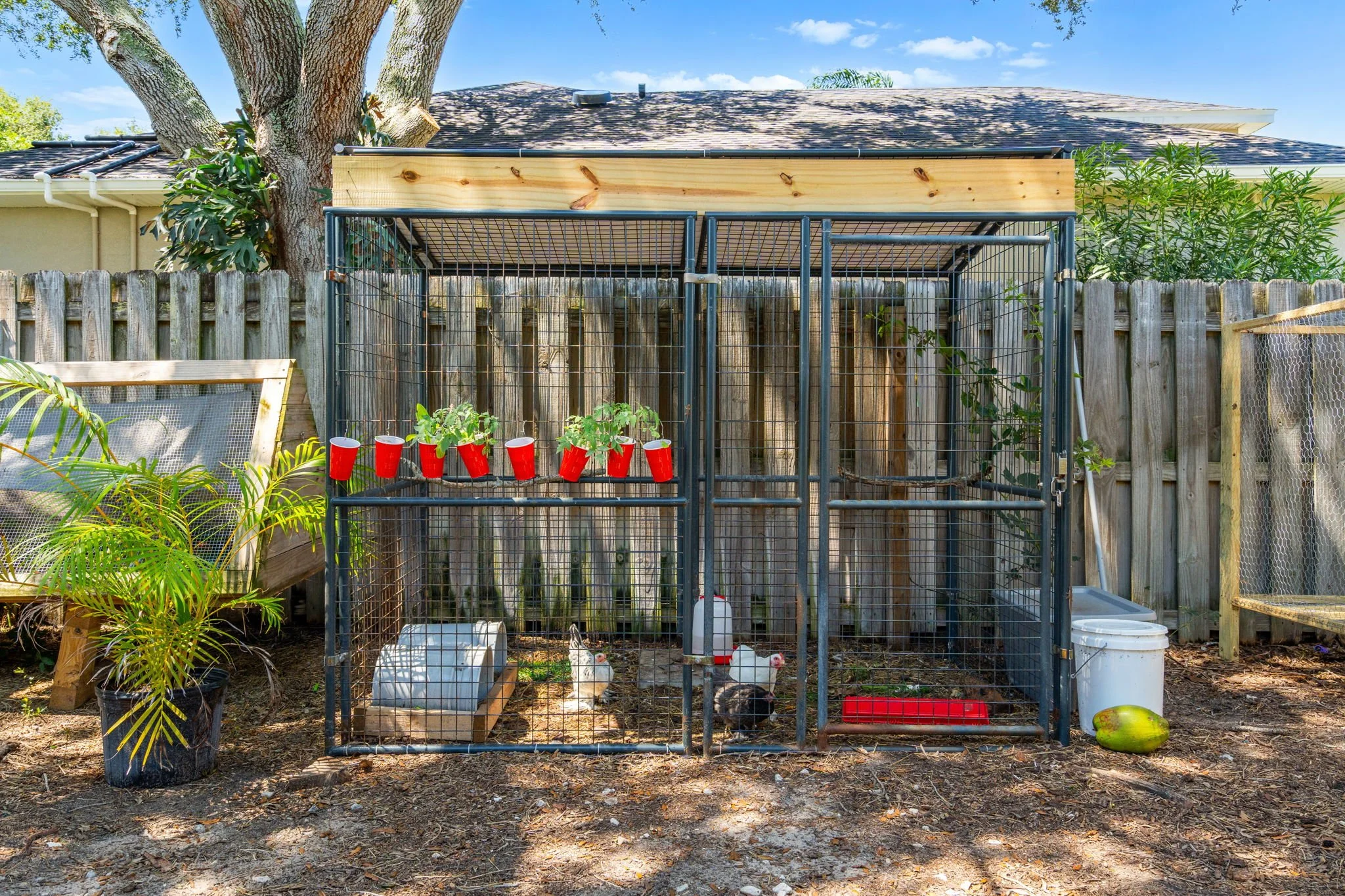 chicken coop.jpg