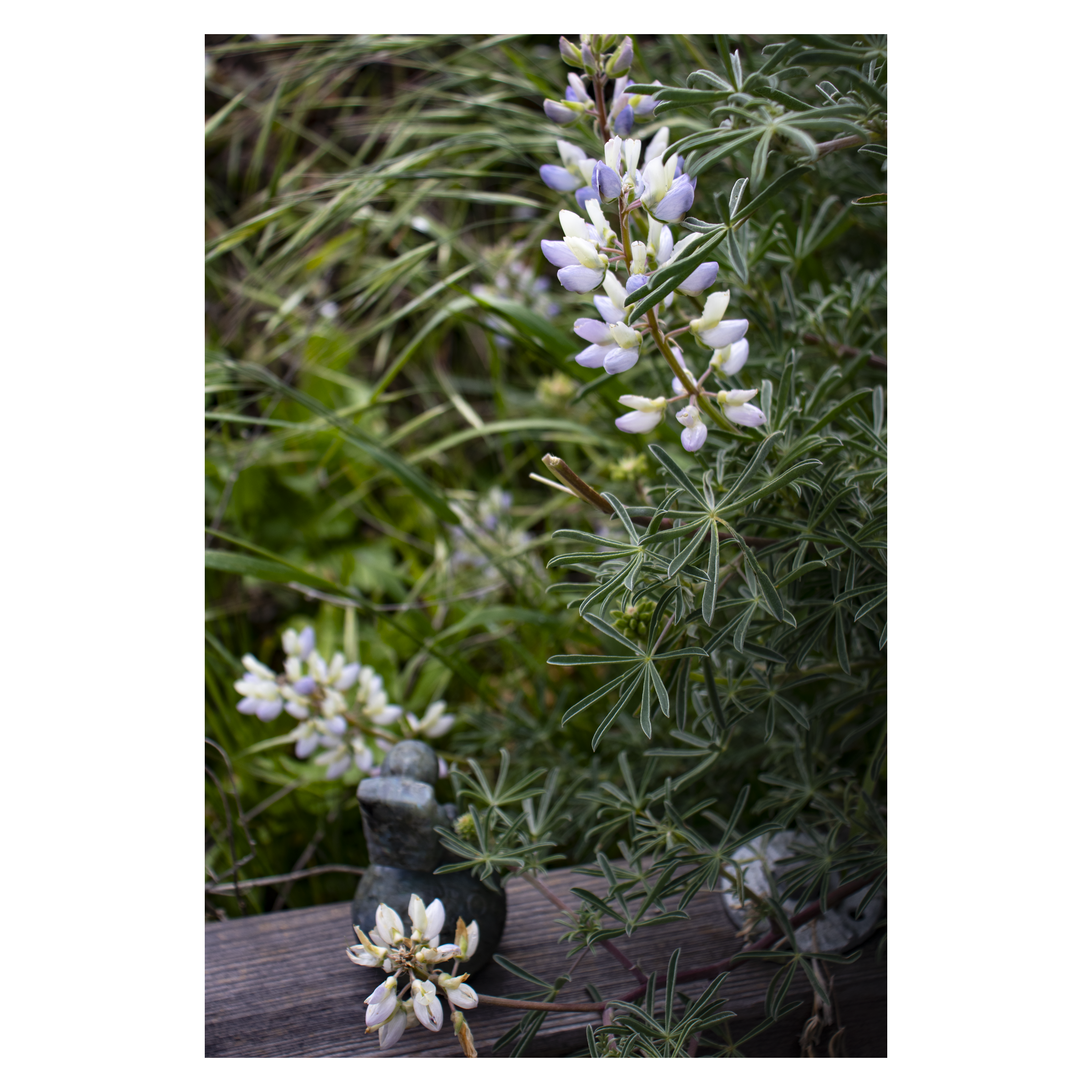 Cambria, CA , USA