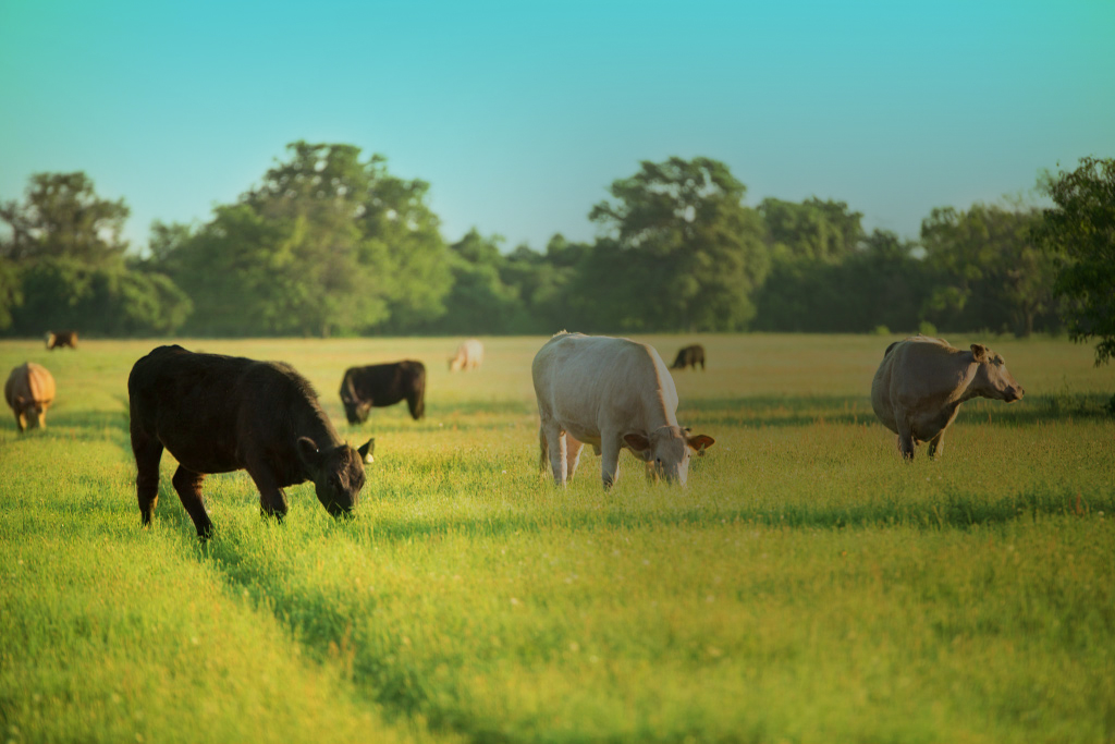 Ranch Background.jpg