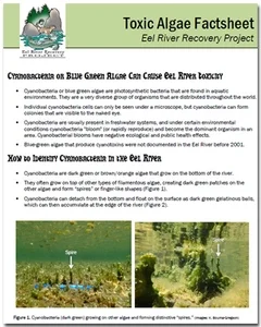 toxic_algae_factsheet_240x300.jpg