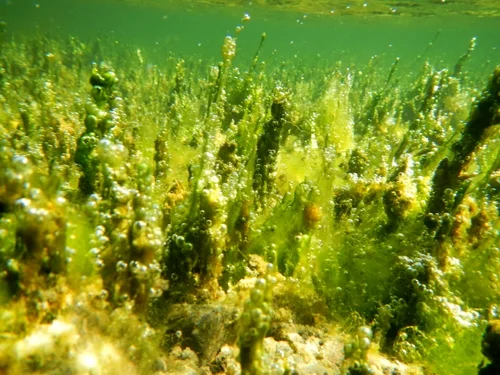 anabaena_spires_500x375.jpg