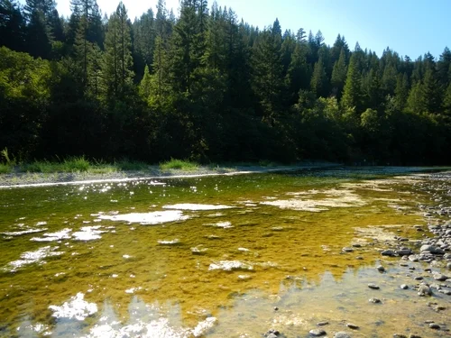 algae mats_sf_500x375.jpg