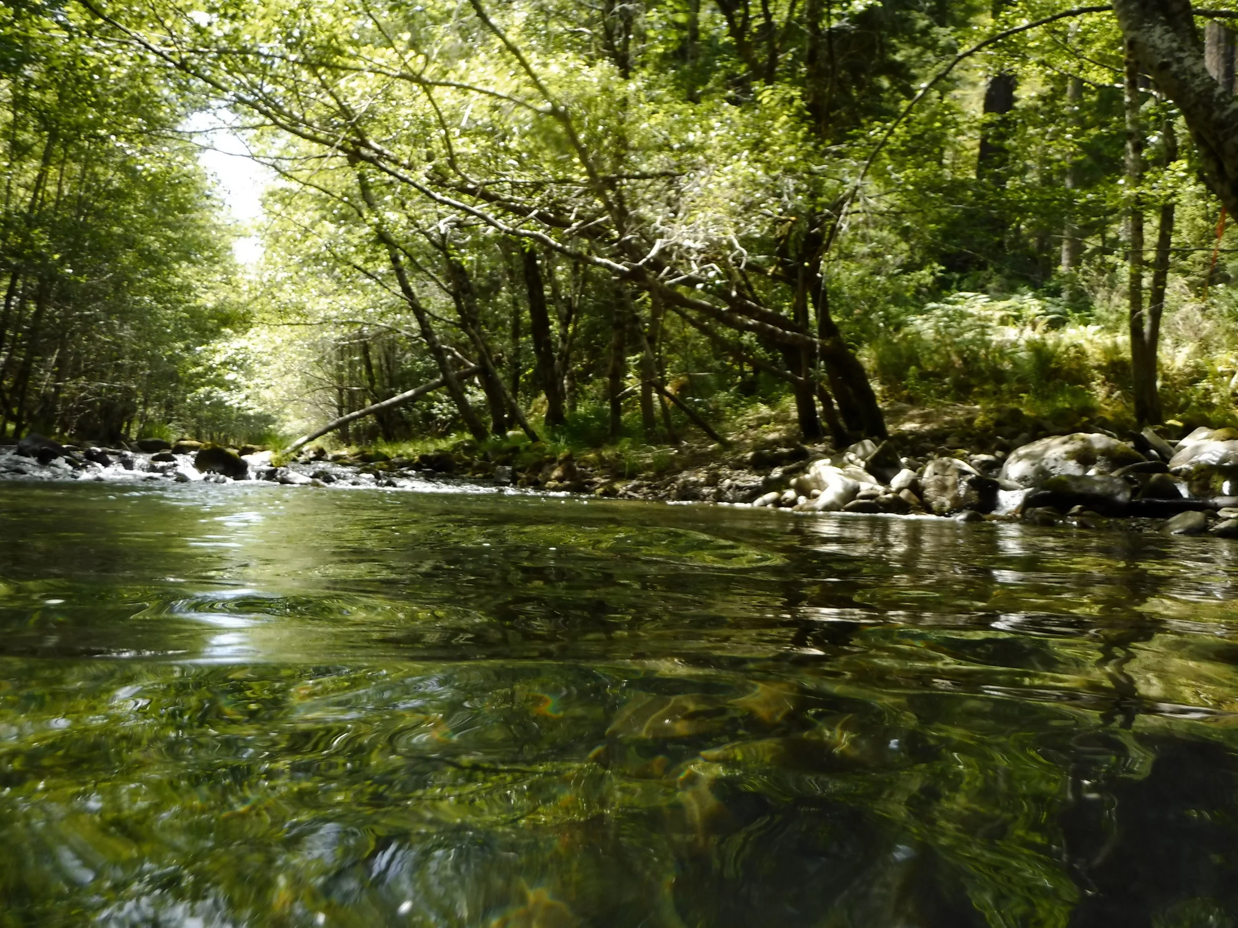 Sproul Creek Photo by Pat Higgins
