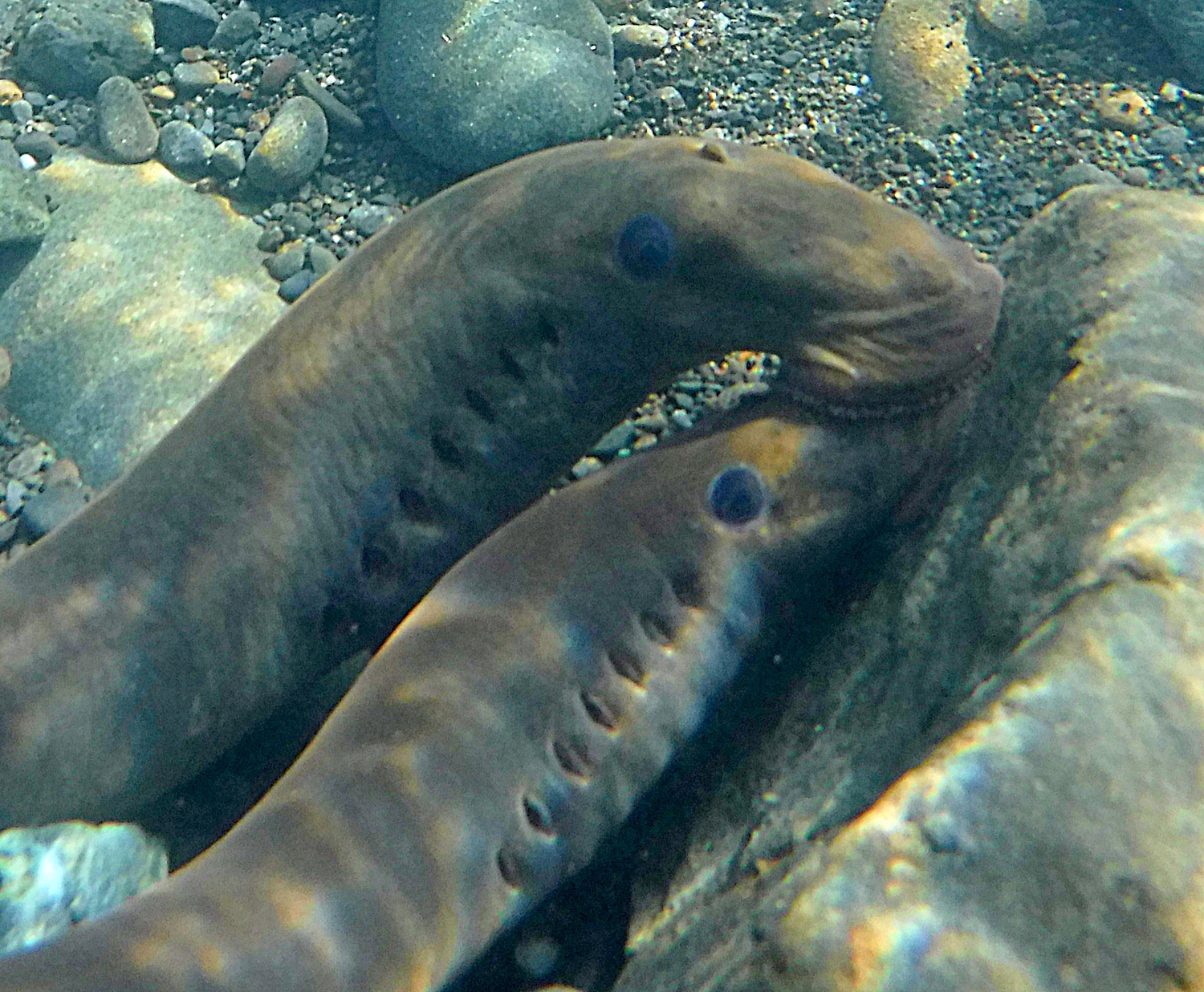 Spawning lamprey eel