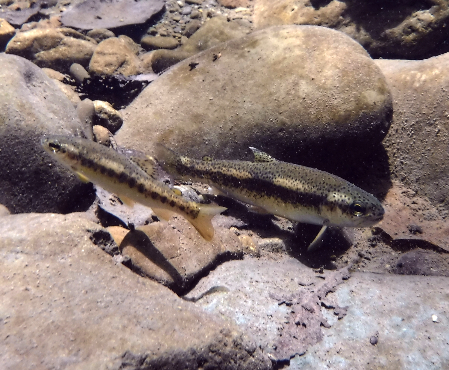 Steelhead trout fry