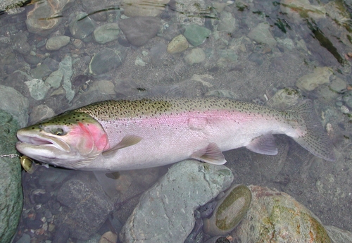 steelhead__500.jpg