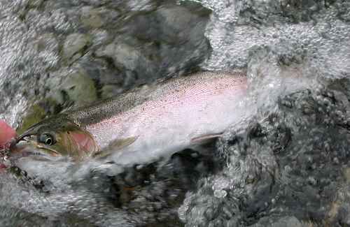 salmon_river_Steelhead_500.jpg