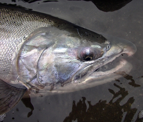 coho_male_head_500.jpg