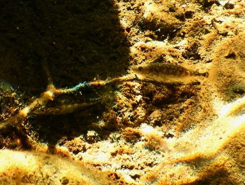 Stickleback mating – Big Rock Creek