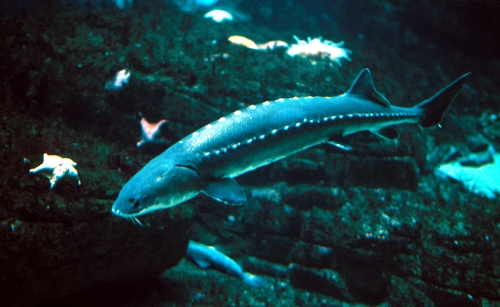 sturgeon_best_500.jpg