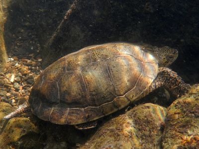 Western Pond Turtle