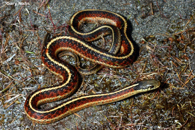 Photo by Gary Nafis from California Herps http://www.californiaherps.com