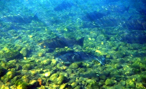 Striped bass with Chinook in lower Eel River