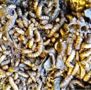 Soldier fly larvae for composting protein