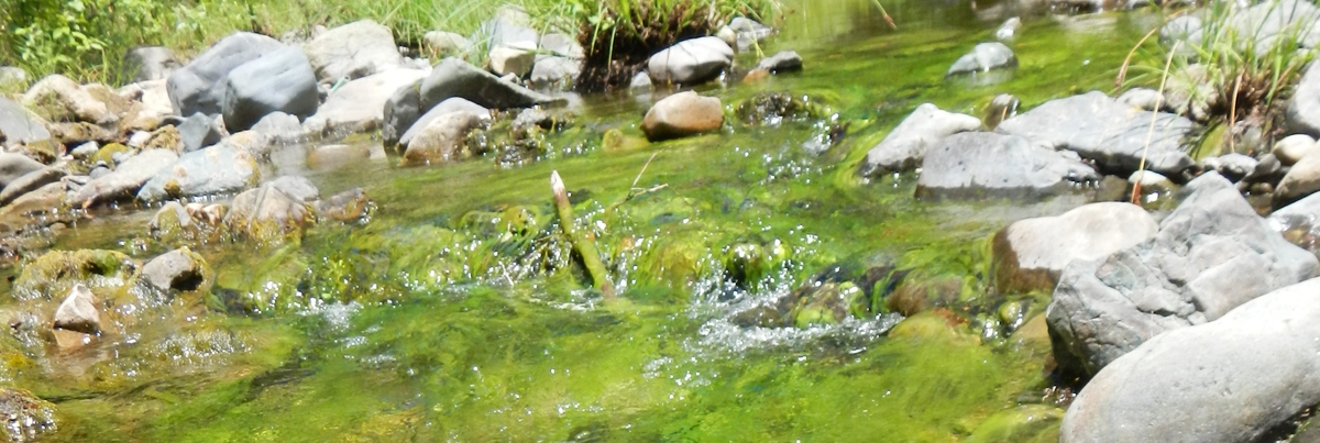 nutrient_pollution_1200x403.jpg