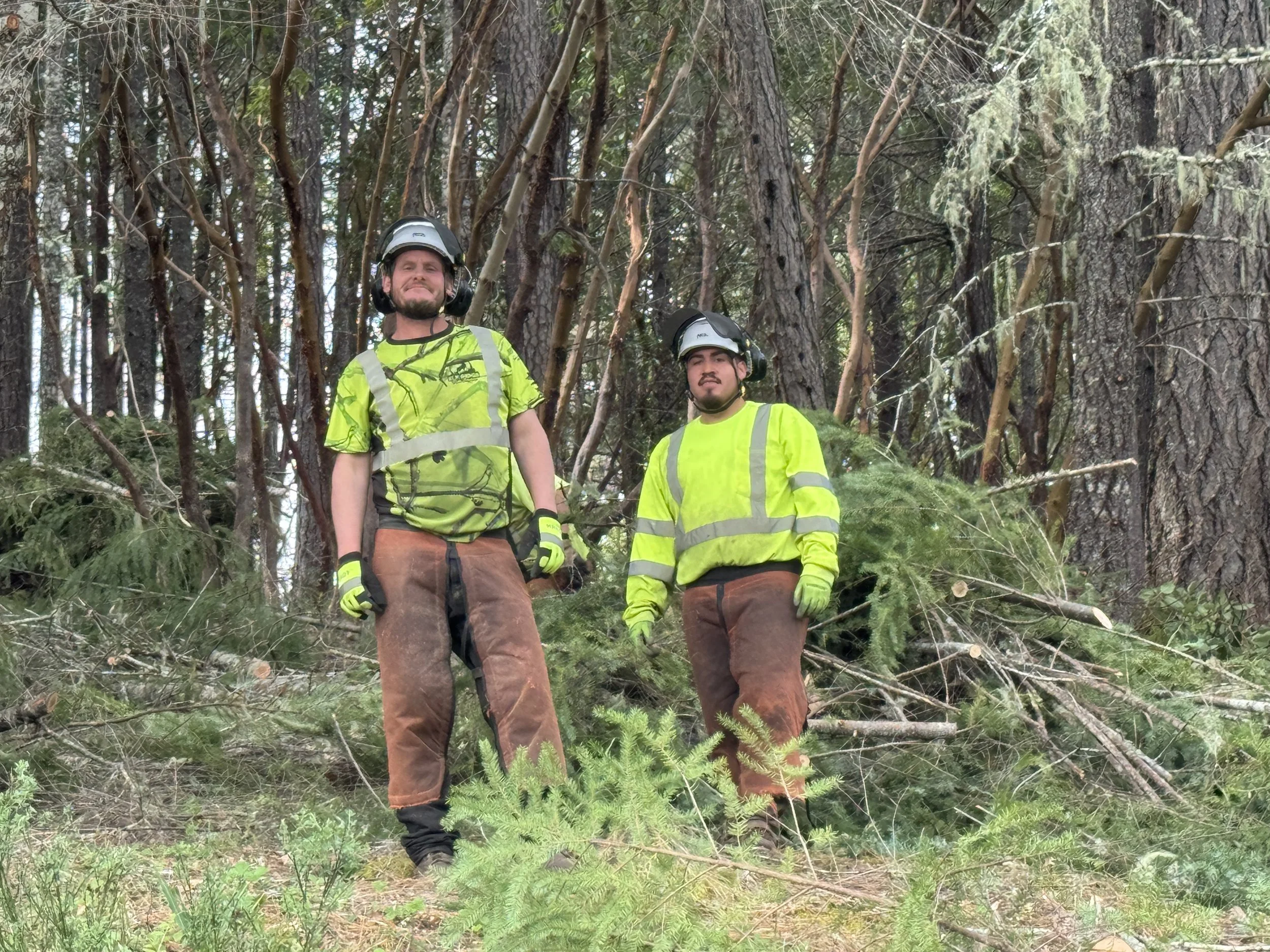 Forest thinning