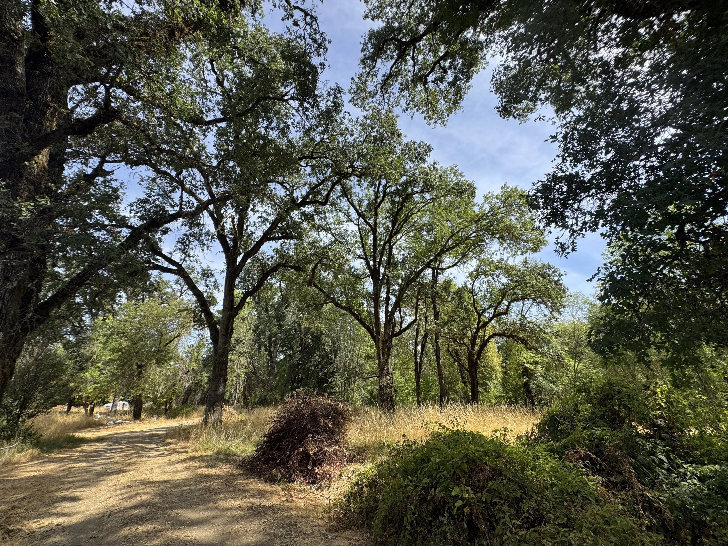 Oak woodland restoration