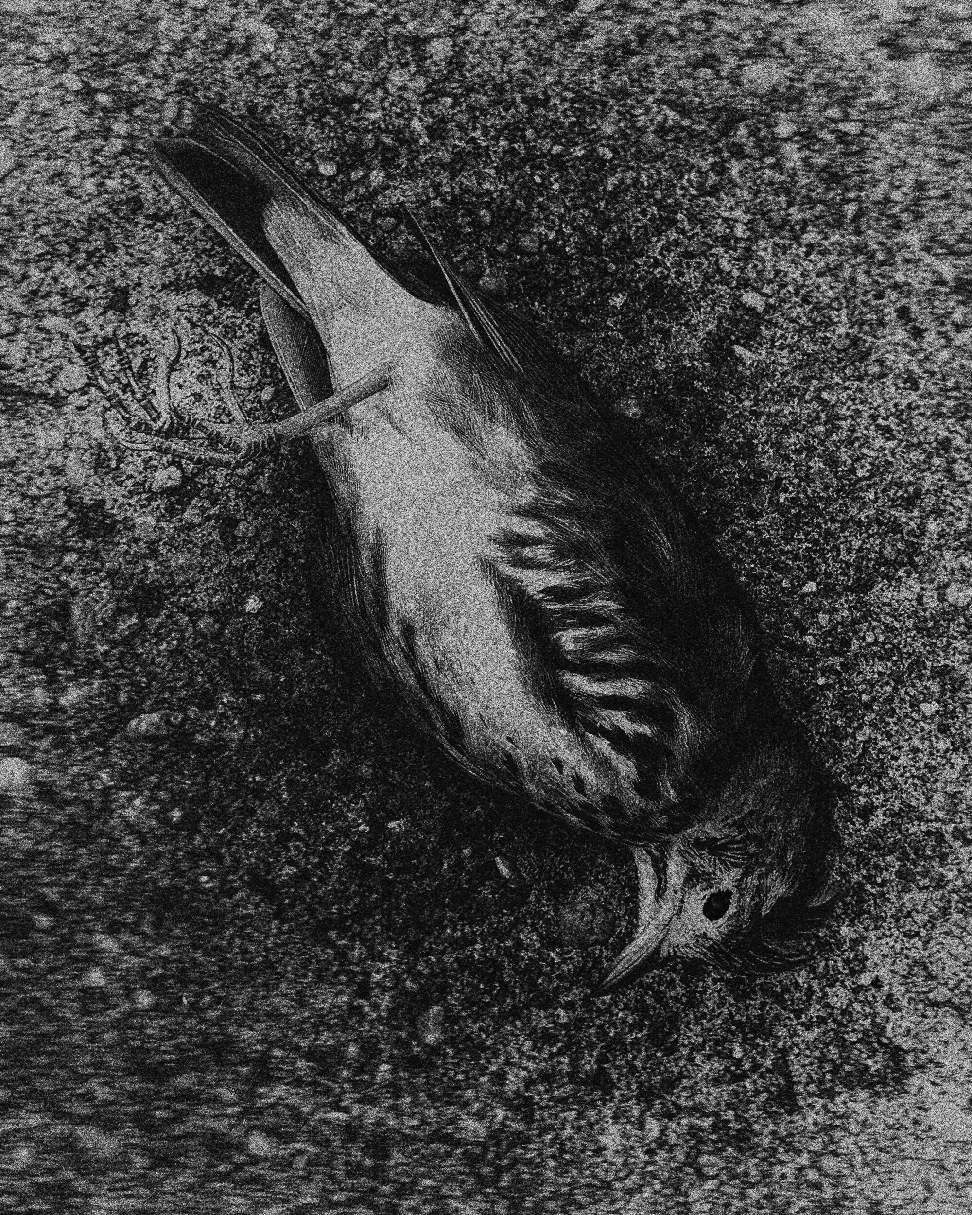  death created time to grow the things that it would kill.  / east village. nyc. 