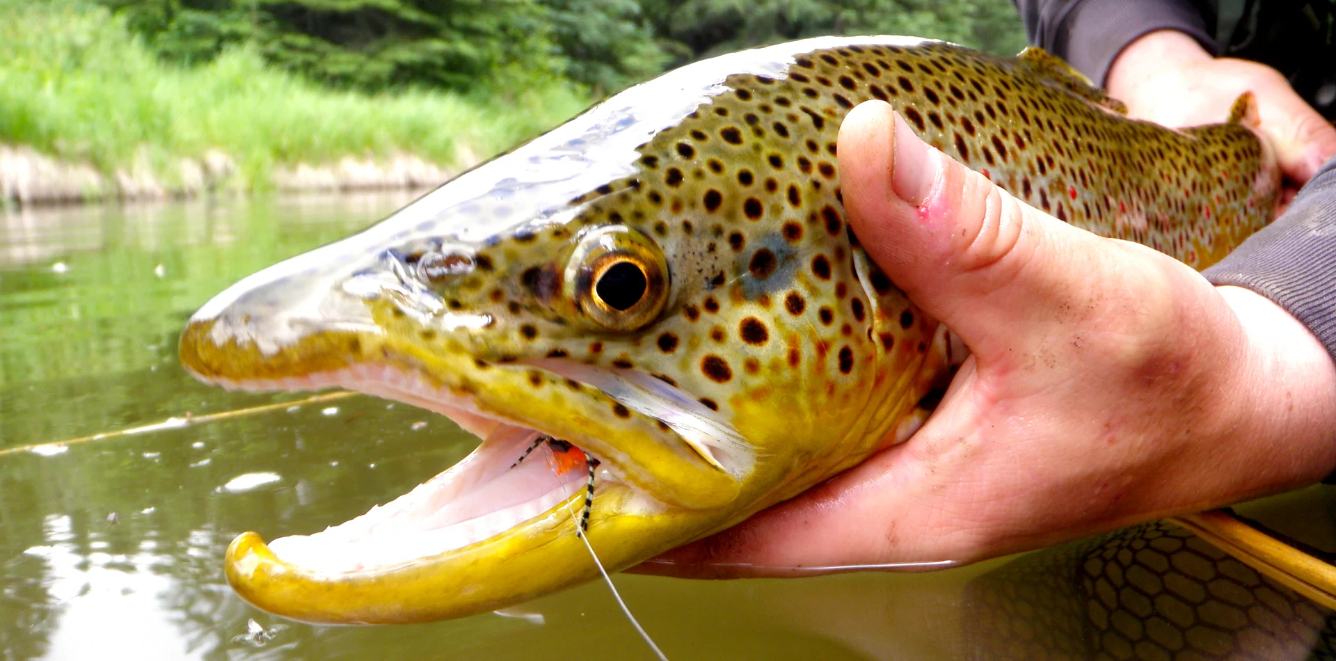 Spring Creek 5.jpg