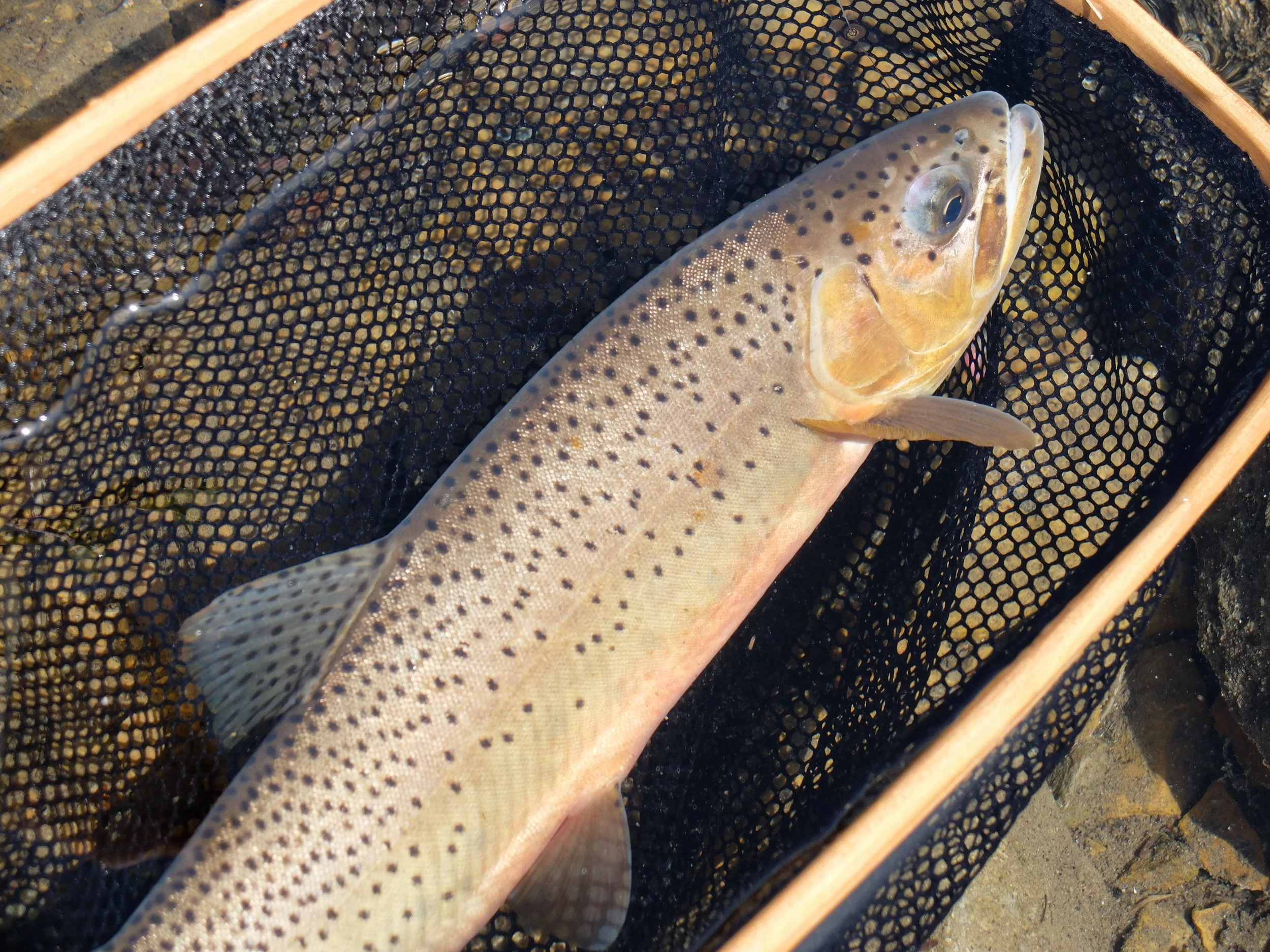 Southern Alberta Cutthroat