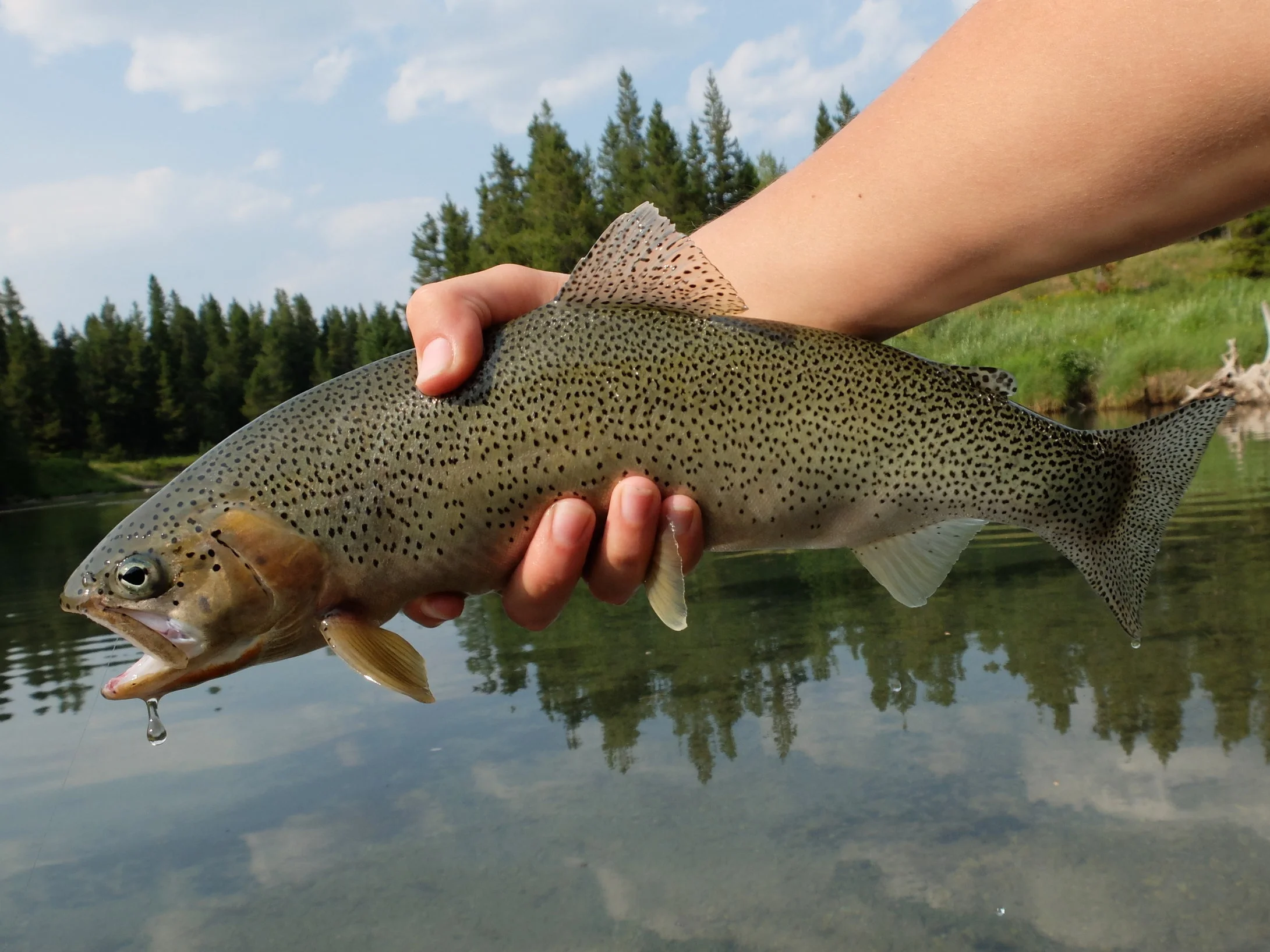 Southeastern BC Cutty
