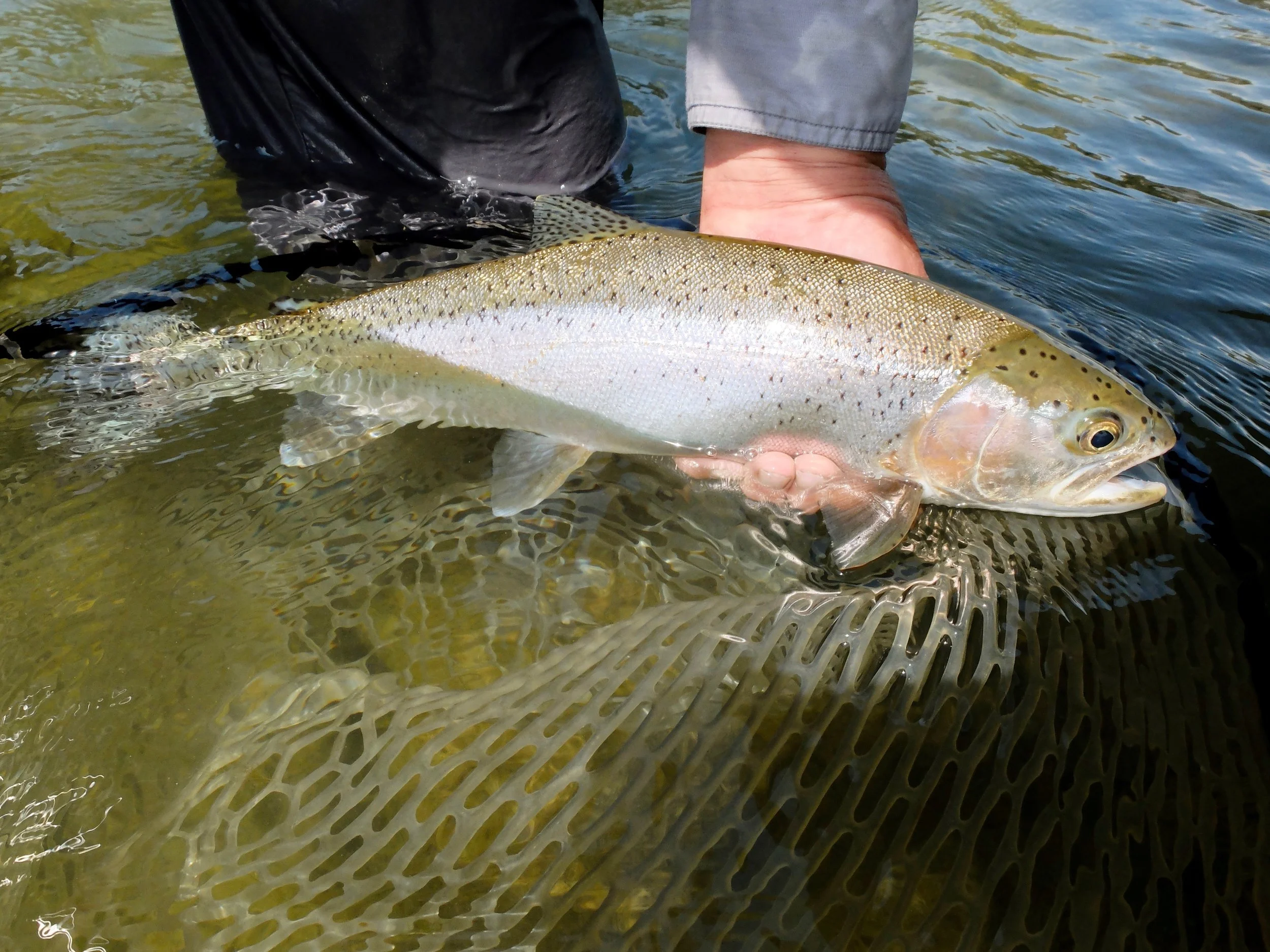 Bow River Rainbow